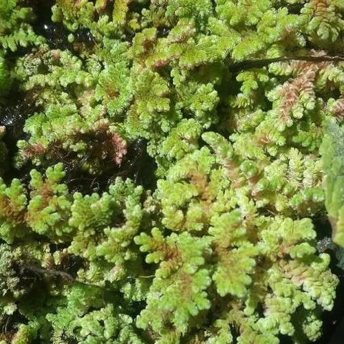 ニシノオオアカウキクサ (Azolla filiculoides)-i