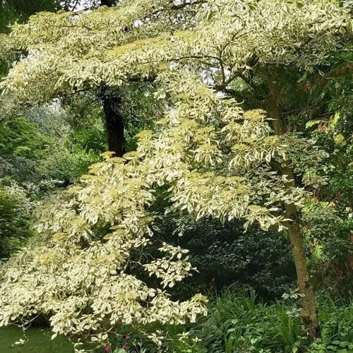 Giant dogwood (Cornus controversa)-i