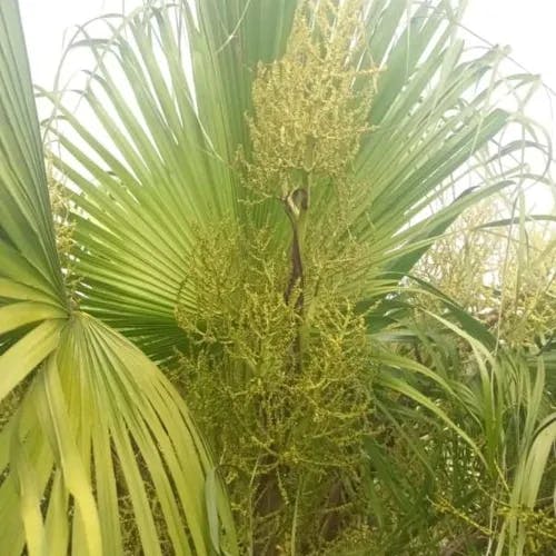 ワシントンヤシ（華盛頓椰子） (Washingtonia filifera)-i