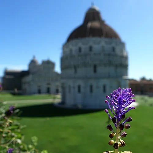 ハネムスカリ（羽根ムスカリ） (Muscari comosum)-i