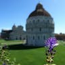 ハネムスカリ（羽根ムスカリ） (Muscari comosum)-i