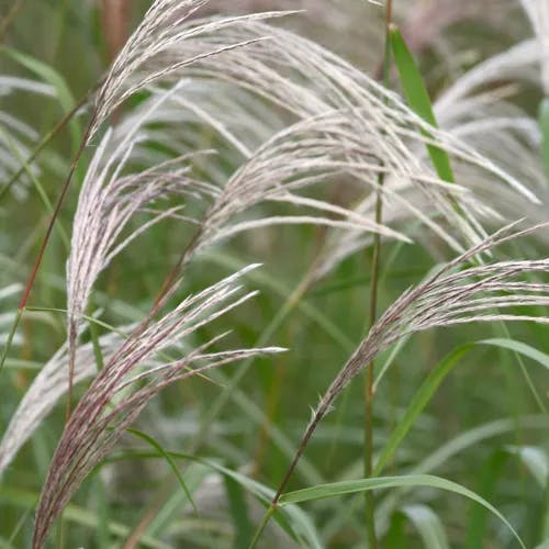 カリヤスモドキ（刈安擬） (Miscanthus oligostachyus)-i