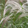 カリヤスモドキ（刈安擬） (Miscanthus oligostachyus)-i