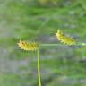 オニナルコスゲ（鬼鳴子菅） (Carex vesicaria)-i