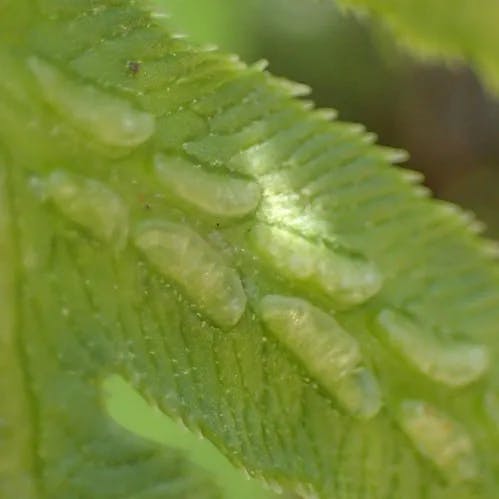 Giant chain fern (Woodwardia fimbriata)-i