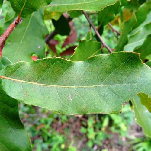 Sand live oak (Quercus geminata)-i