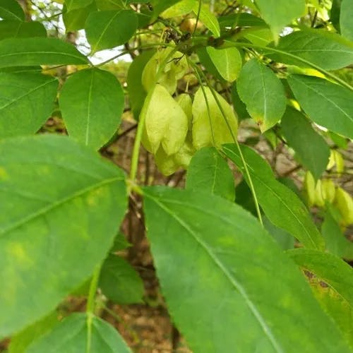 American bladdernut (Staphylea trifolia)-i