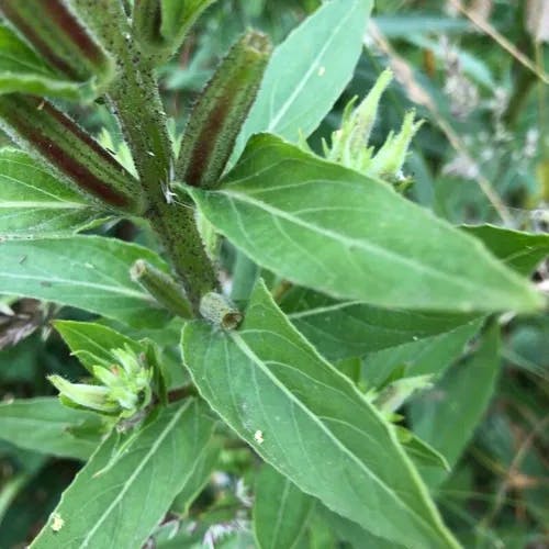 オオマツヨイグサ（大待宵草） (Oenothera glazioviana)-i