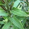 オオマツヨイグサ（大待宵草） (Oenothera glazioviana)-i