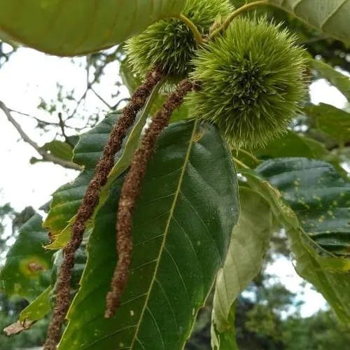 シナグリ（支那栗） (Castanea mollissima)-i