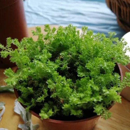 Garden selaginella (Selaginella kraussiana)-i