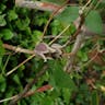 クロバナハンショウヅル（黒花半鐘蔓） (Clematis fusca)-i