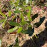 Sand live oak (Quercus geminata)-i