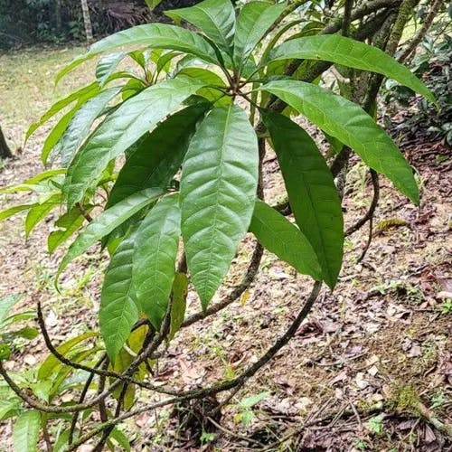 タマゴノキ（玉子の木） (Pouteria campechiana)-i