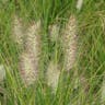 チカラシバ（力芝） (Pennisetum alopecuroides)-i