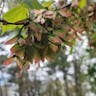 アメリカハナノキ（亜米利加花木） (Acer rubrum)-i