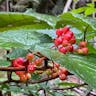 Hobblebush (Viburnum lantanoides)-i