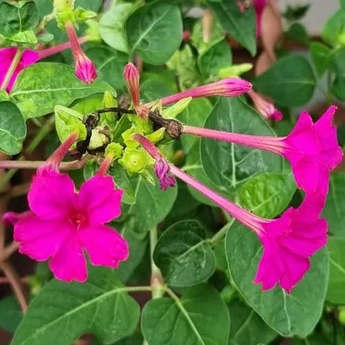 Froebel's four o'clock (Mirabilis multiflora)-i