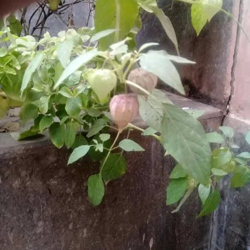 ホオズキトマト（鬼灯トマト） (Physalis ixocarpa)-i