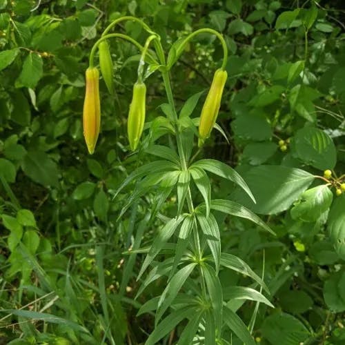 Canada lily (Lilium canadense)-i