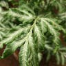 ホコシダ（ホコシダ） (Pteris ensiformis)-i