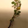 コメツブツメクサ（米粒詰草） (Trifolium dubium)-i