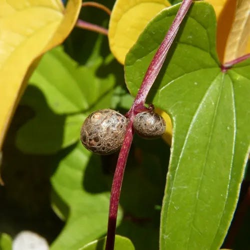 ナガイモ（長芋・長薯） (Dioscorea polystachya)-i