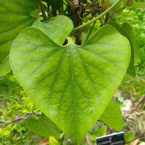 オオバウマノスズクサ（大葉馬鈴草） (Aristolochia kaempferi)-i