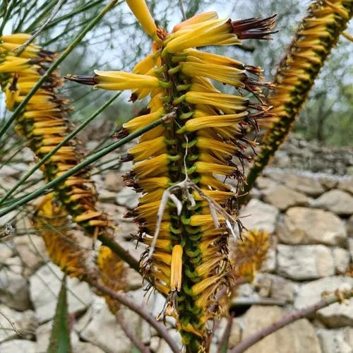 Transvaal aloe (Aloe marlothii)-i