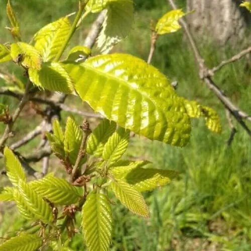 アベマキ（阿部槇） (Quercus variabilis)-i