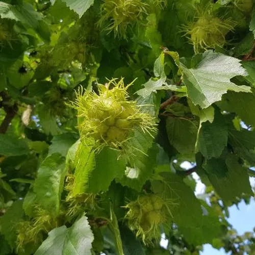 Turkish filbert (Corylus colurna)-i