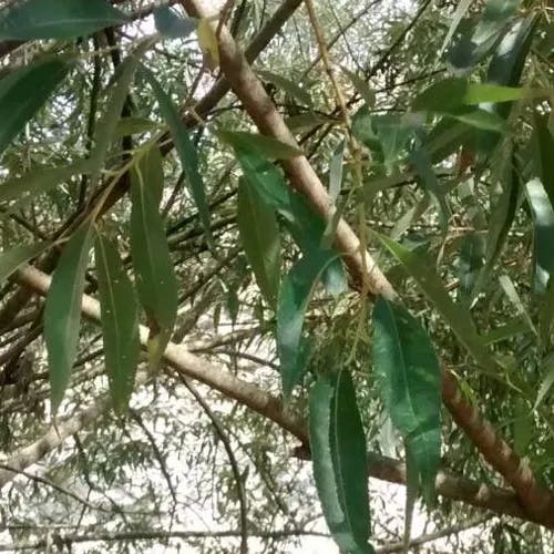 セイヨウシロヤナギ（西洋白柳） (Salix alba)-i