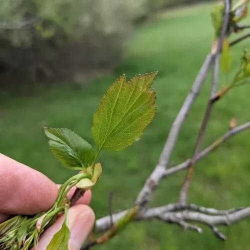 Southernthorn (Crataegus viridis)-i