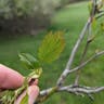 Southernthorn (Crataegus viridis)-i