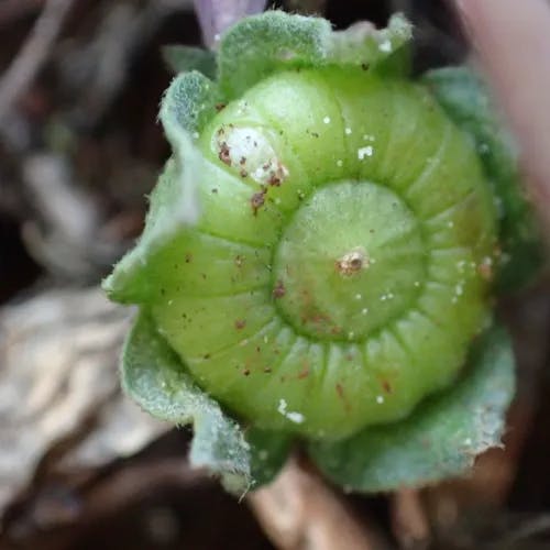 ゼニバアオイ（銭葉葵） (Malva neglecta)-i