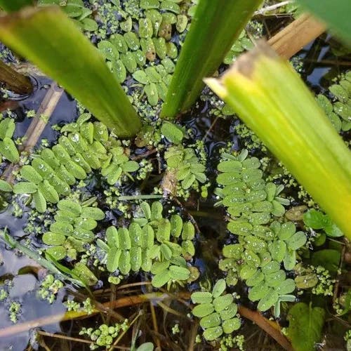 サンショウモ（山椒藻） (Salvinia natans)-i