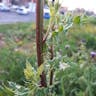 セイヨウトゲアザミ（西洋刺薊） (Cirsium arvense)-i