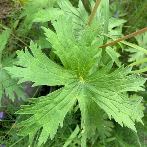 チシマフウロ（千島風露） (Geranium erianthum)-i