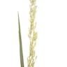 オオクサキビ（大草黍） (Panicum dichotomiflorum)-i