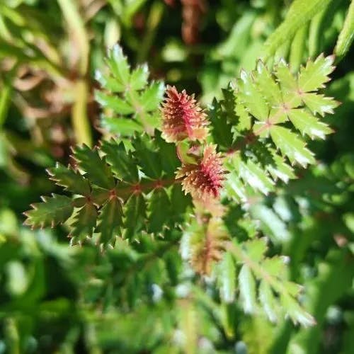 Tineo (Weinmannia trichosperma)-i