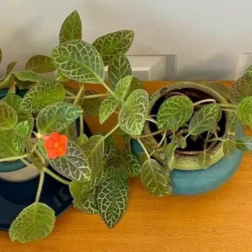 Flame-violet (Episcia cupreata)-i