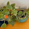 Flame-violet (Episcia cupreata)-i