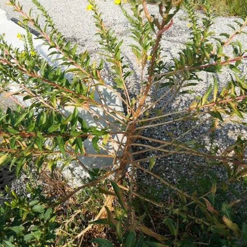 メマツヨイグサ（雌待宵草） (Oenothera biennis)-i