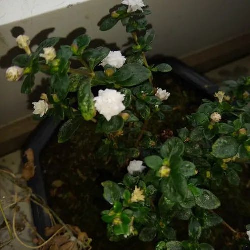 Snowrose (Serissa japonica)-i