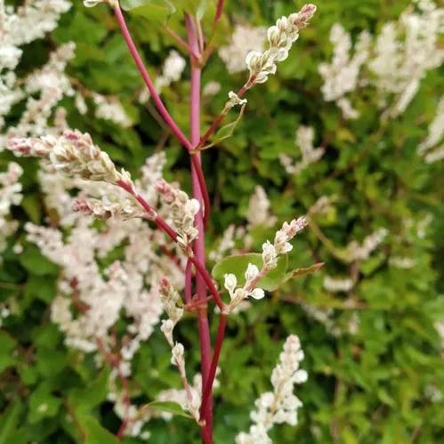 ナツユキカズラ（夏雪蔓） (Fallopia baldschuanica)-i