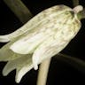 アワコバイモ（泡子芋） (Fritillaria muraiana)-i