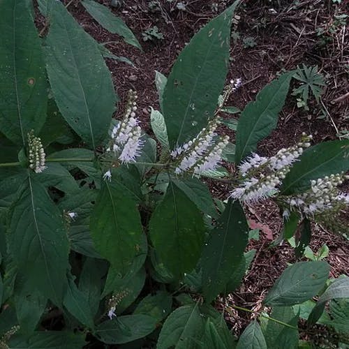 シモバシラ（霜柱） (Collinsonia japonica)-i