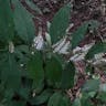 シモバシラ（霜柱） (Collinsonia japonica)-i