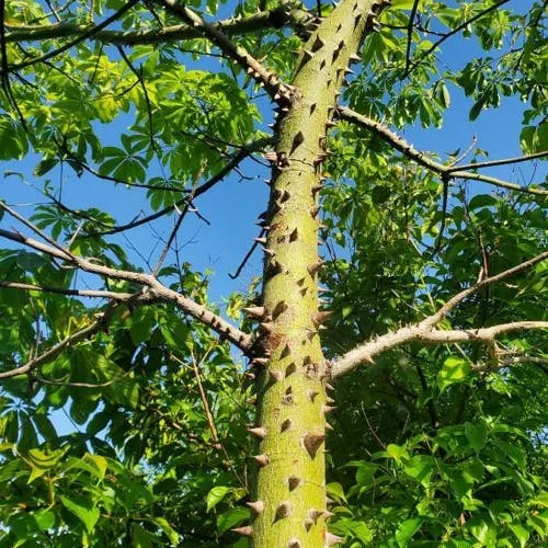 White silk cottontree (Ceiba pentandra)-i