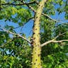 White silk cottontree (Ceiba pentandra)-i